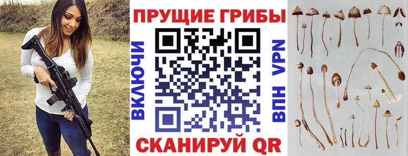 Псилоцибиновые грибы Cubensis  Кущёвская 